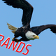 Image for article titled 'Most Patriotic Brand' In America Is An Automaker, Guess Which One